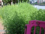 Salford Council Battles Peel Holdings over Ordsall riverside path